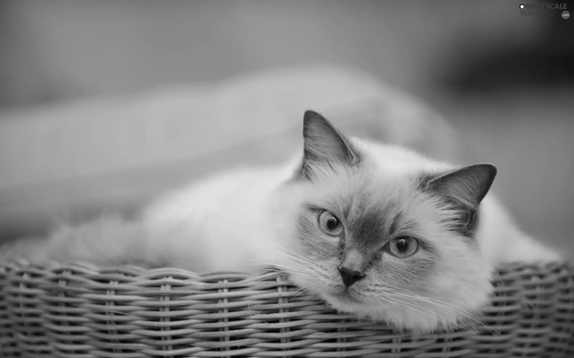 kitten, Eyes, basket, Blue
