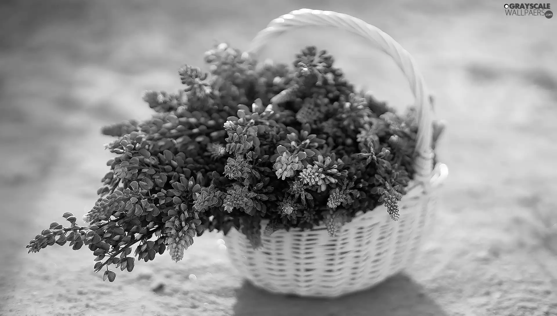 basket, Flowers, lupine