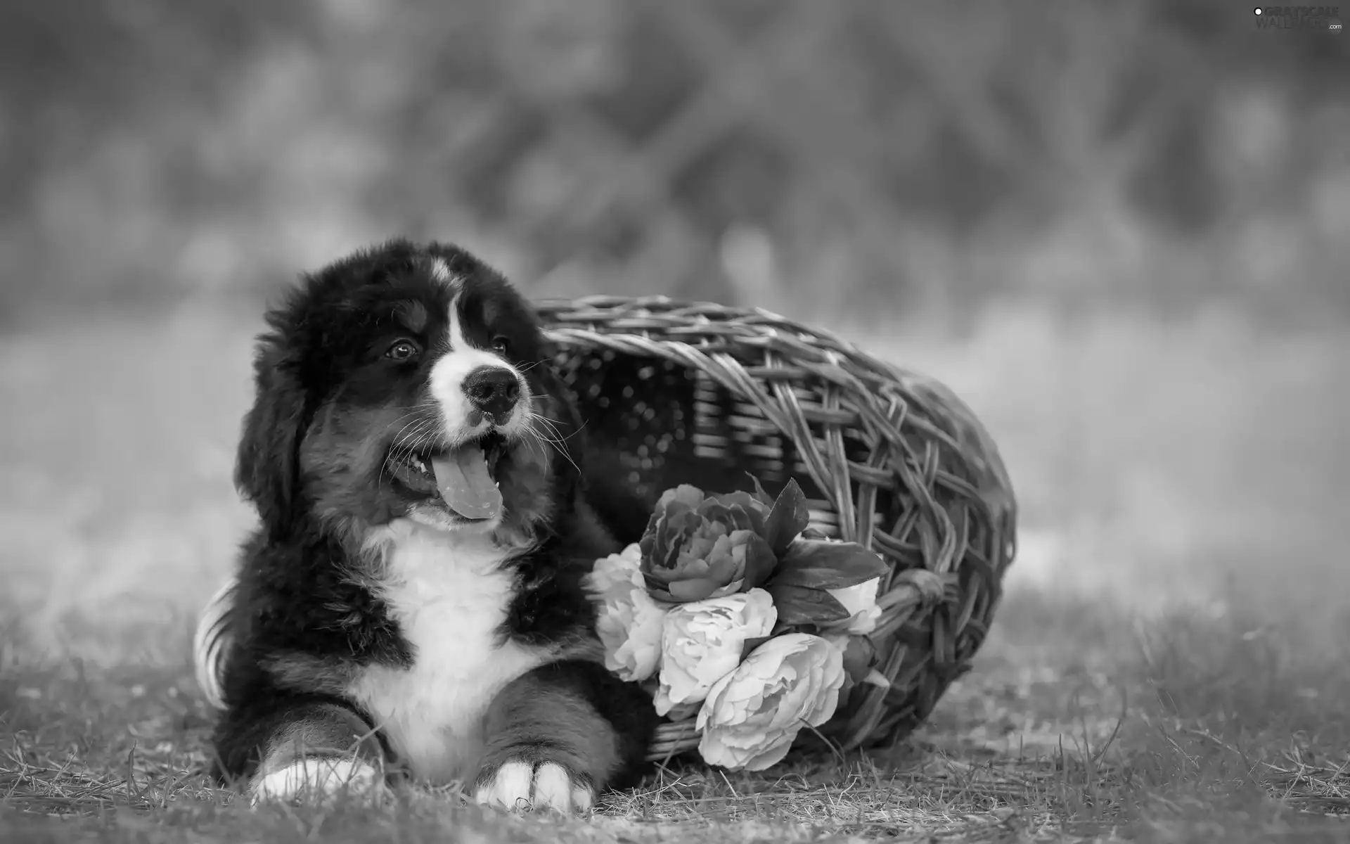 Bernese Mountain Dog, basket, Flowers, Puppy