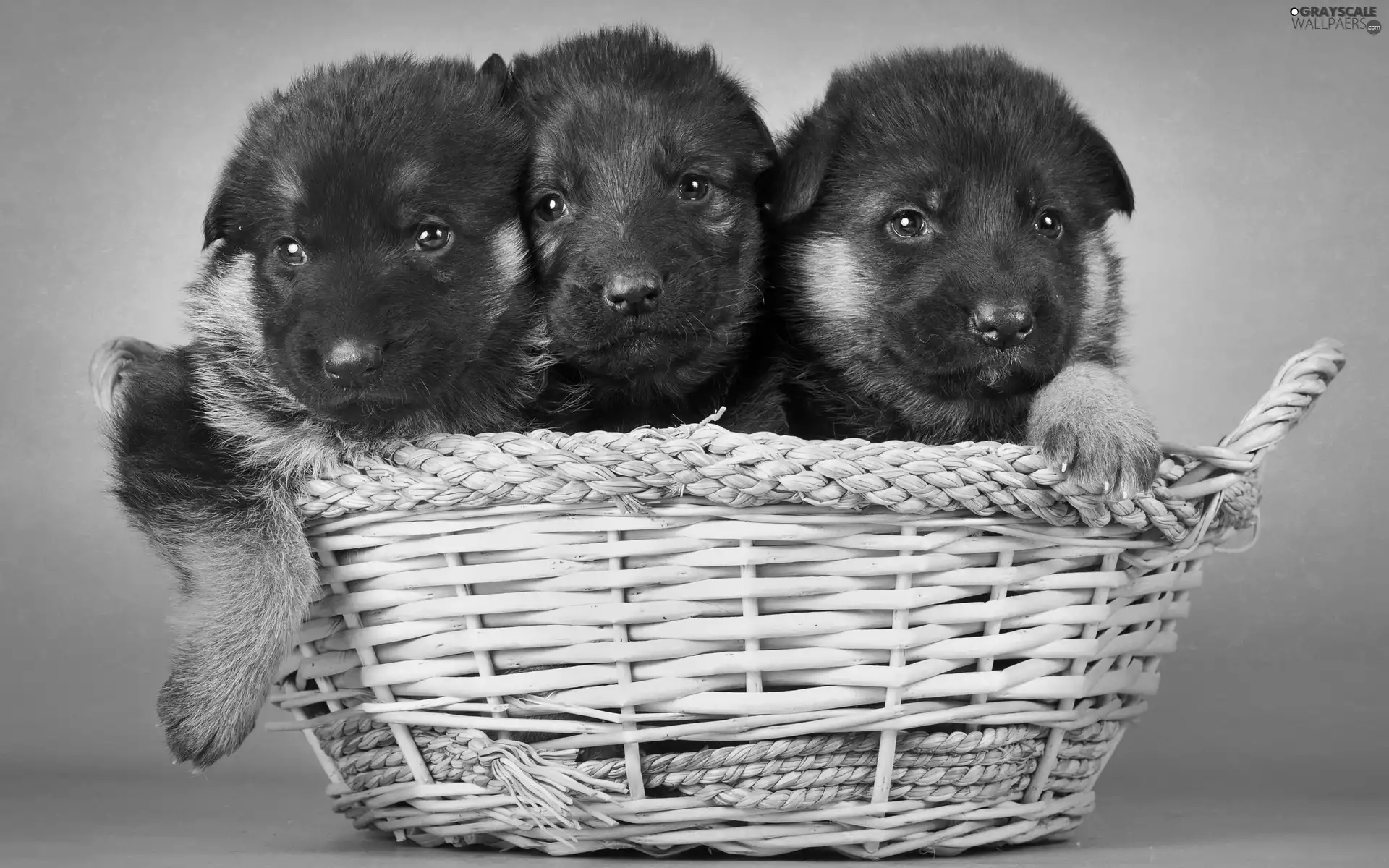 Three, German Shepherds, basket, puppies