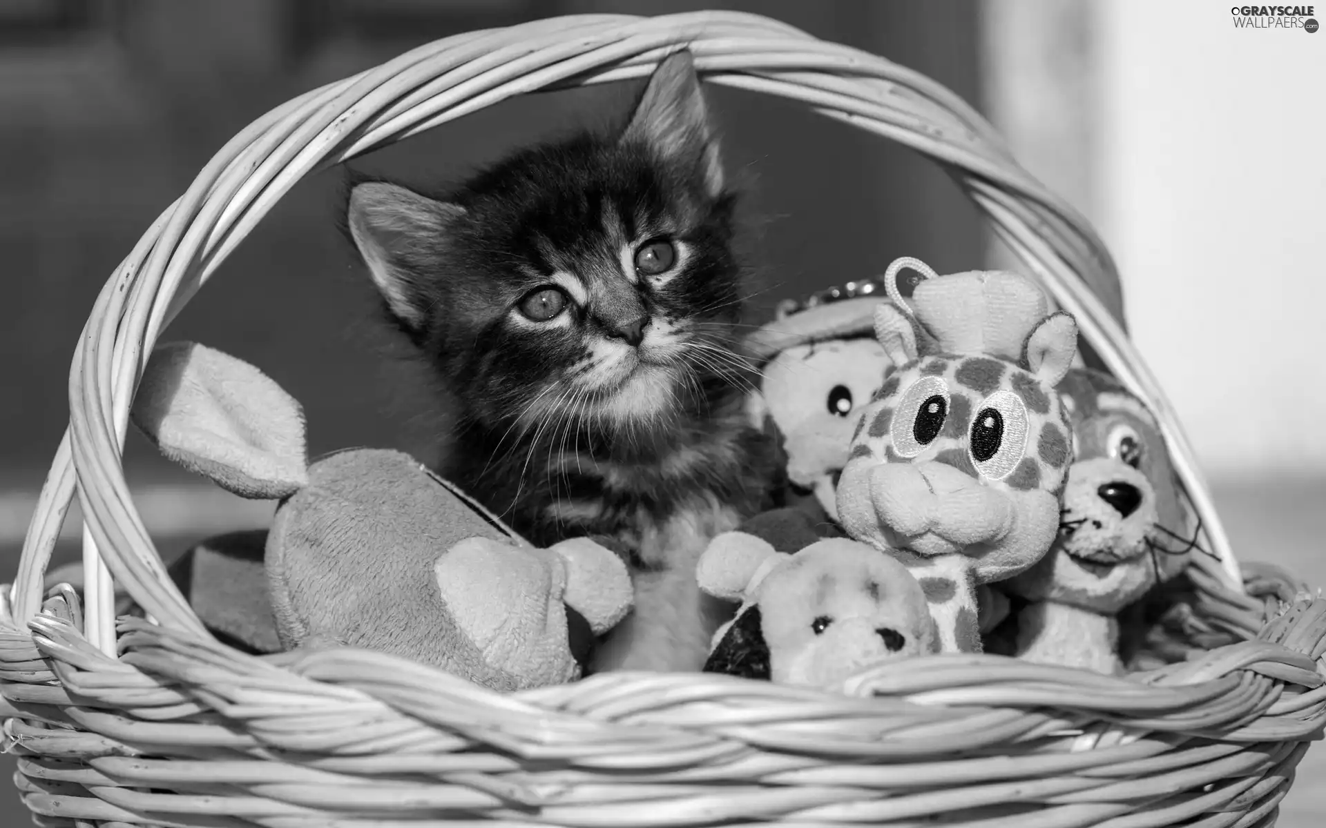 basket, toys, honeyed, kitten, small
