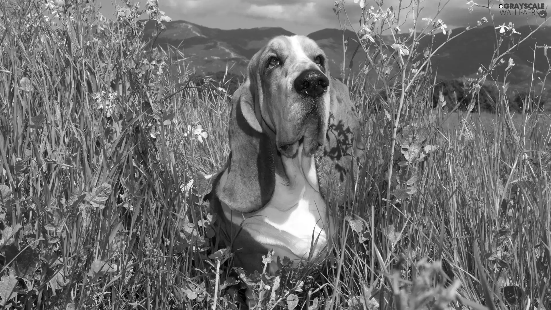 basset, Mountains, Meadow