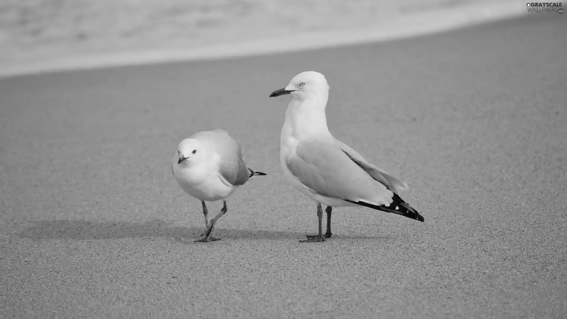 gulls, Beaches