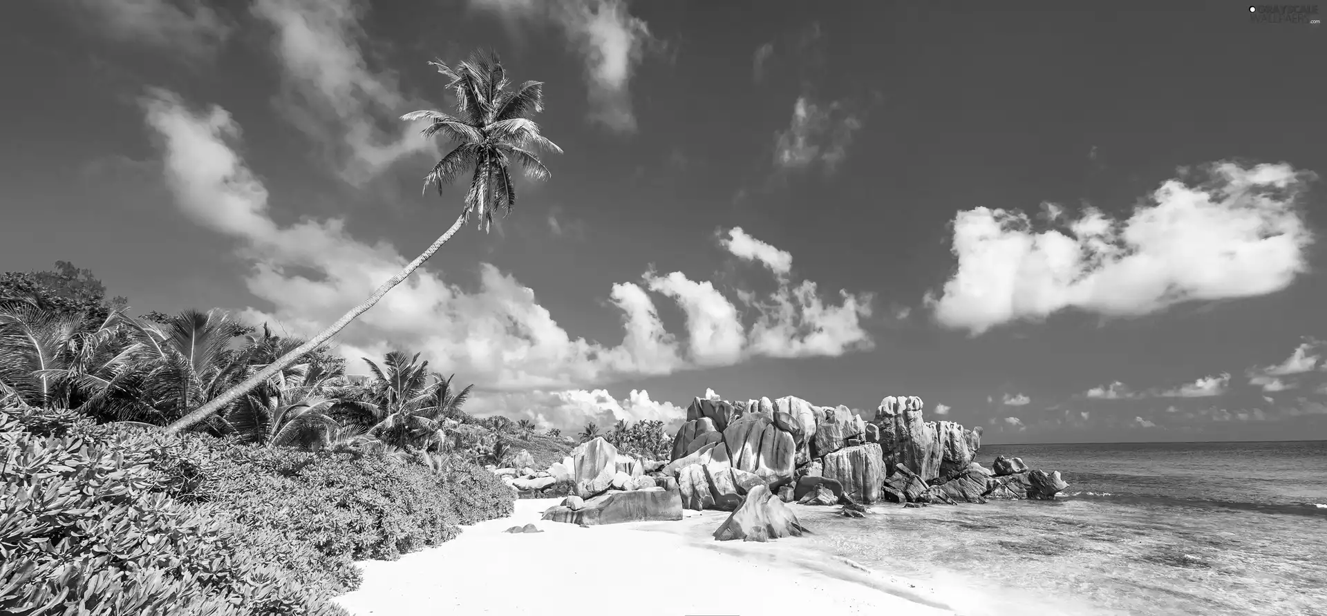 Beaches, Palms, sea, Stones, Seychelles