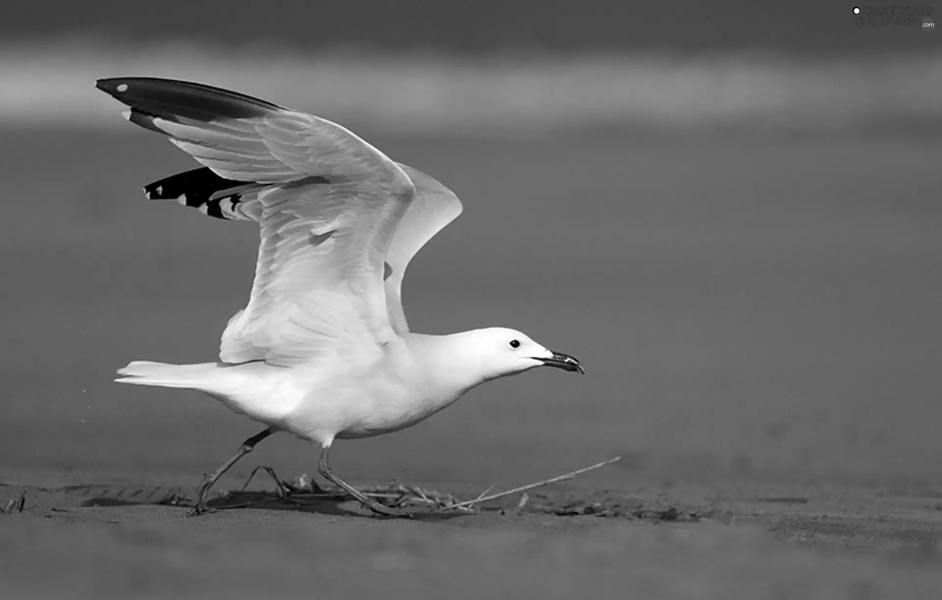 seagull, Beaches
