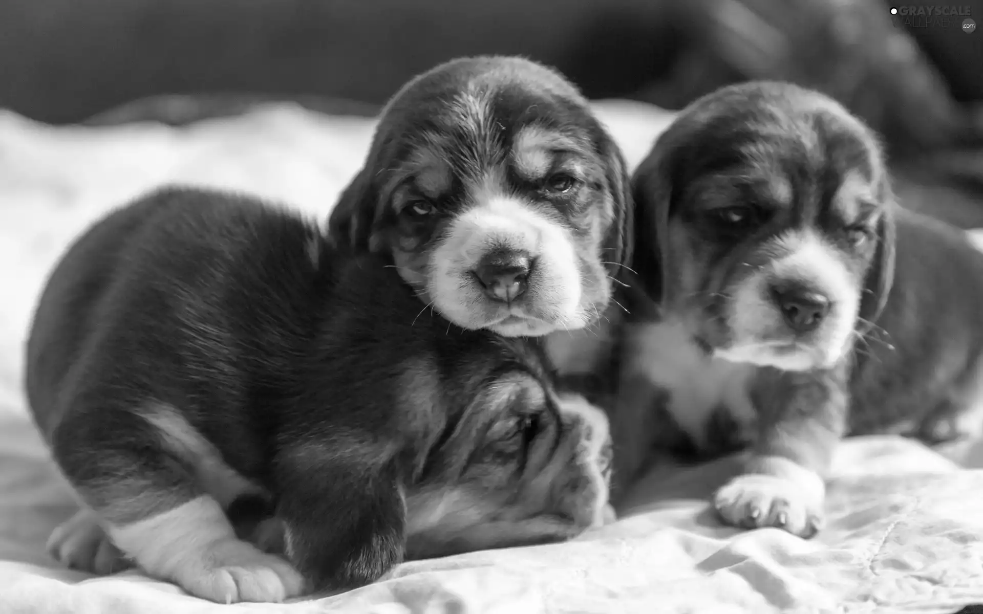 Beagle, sweet, Puppies