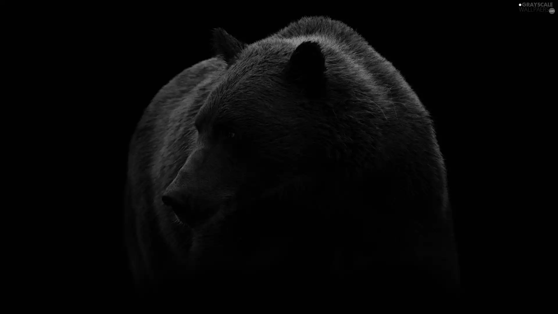 Bear, black background