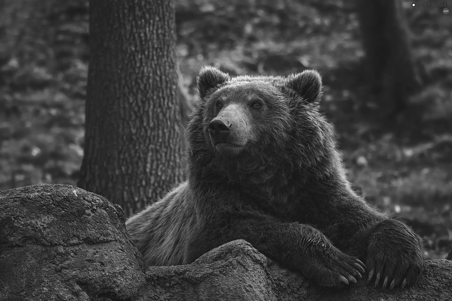 Brown bear, Stone, forest, Grizzly