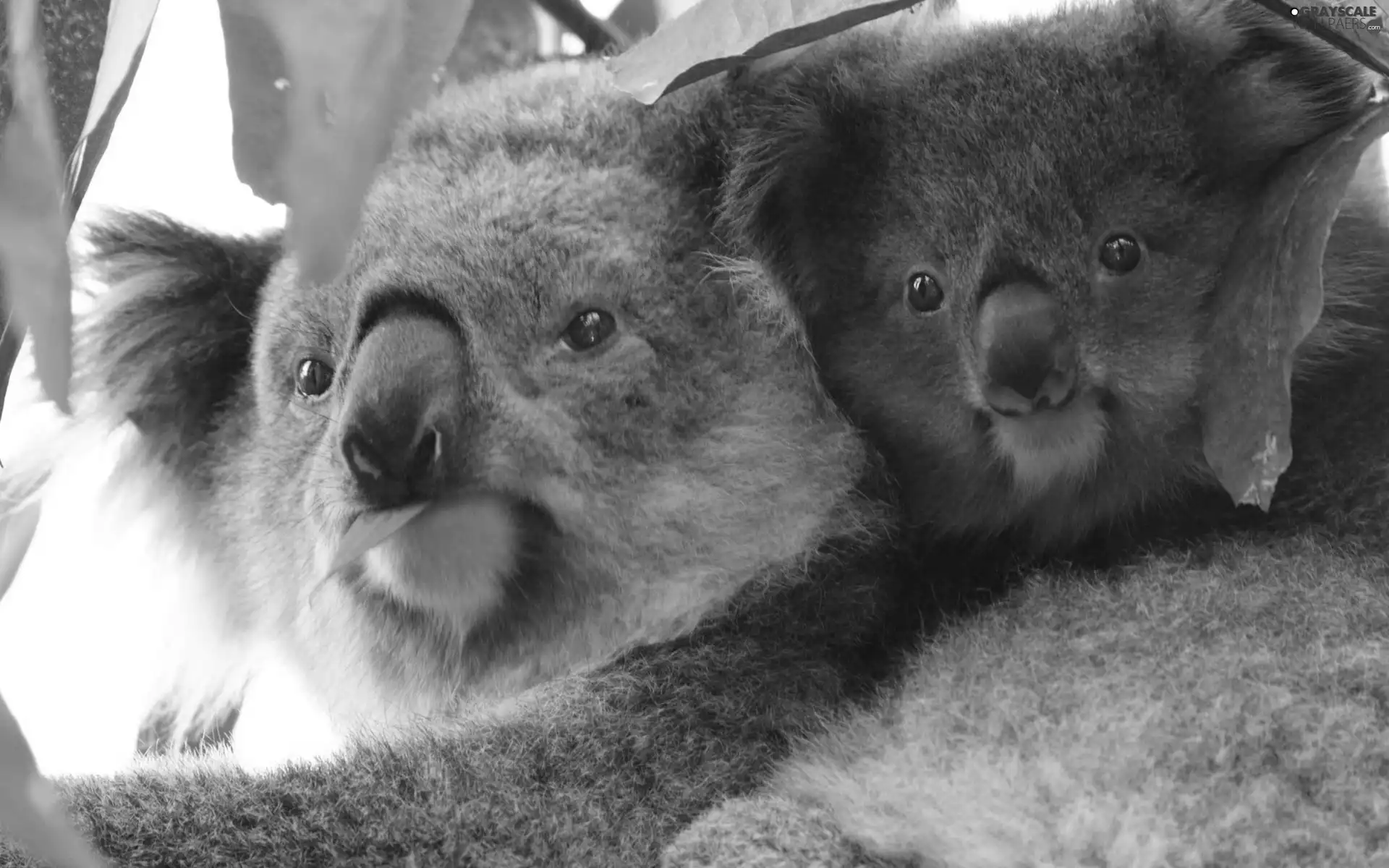Koala, Two cars, bear