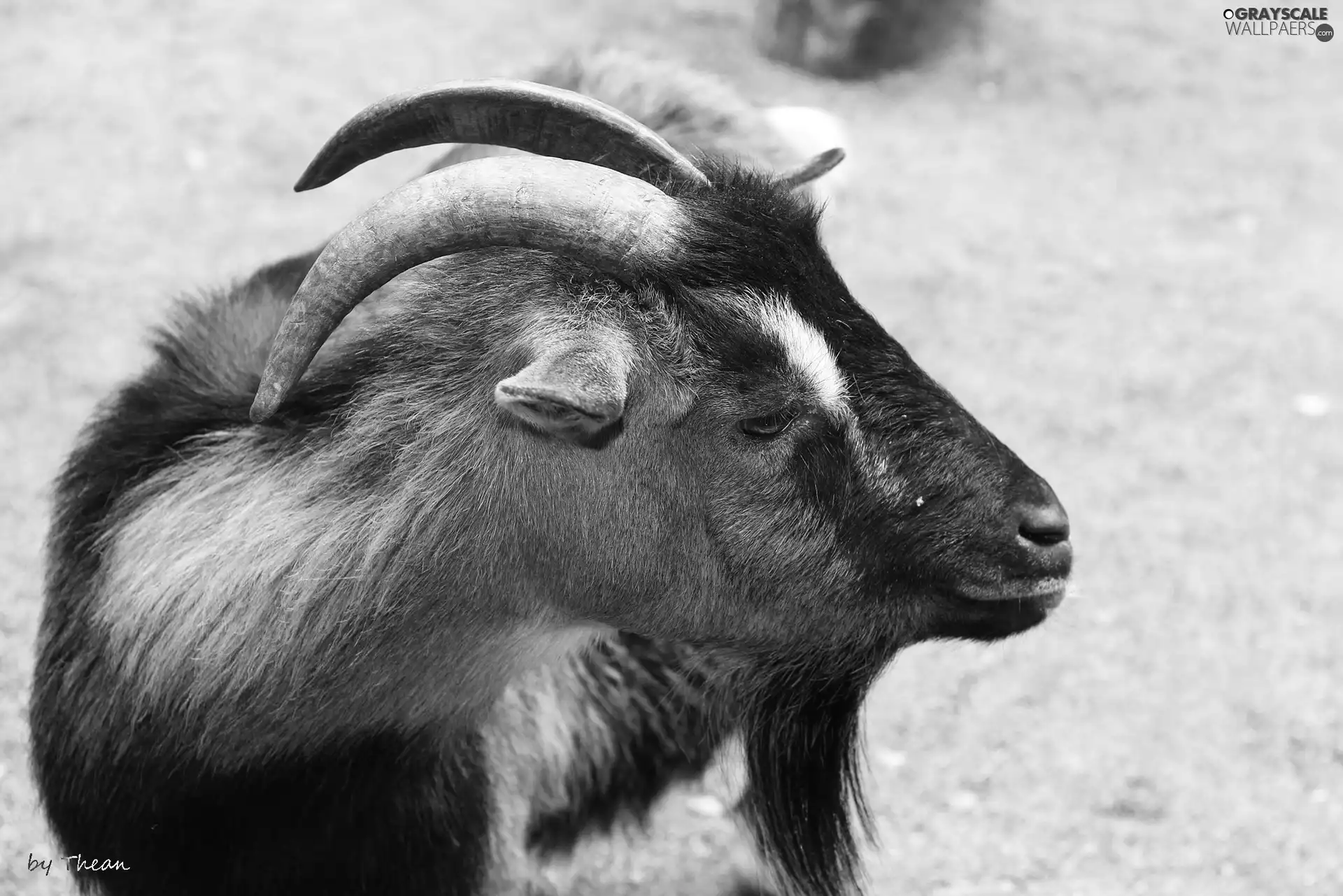 beard, goat, horns