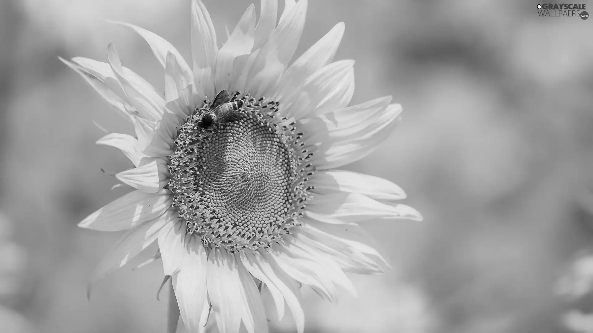 bee, flower, Sunflower