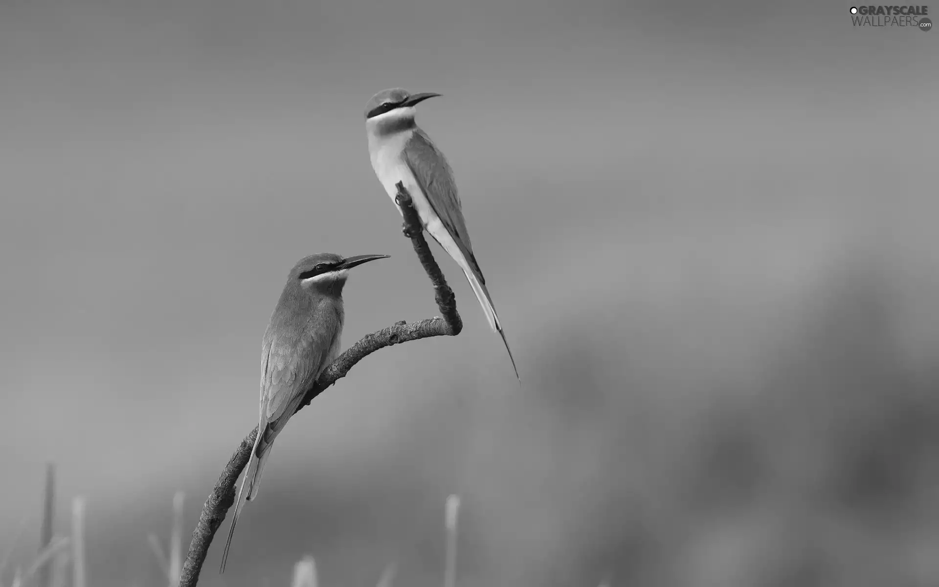 twig, Two, Bee-eaters