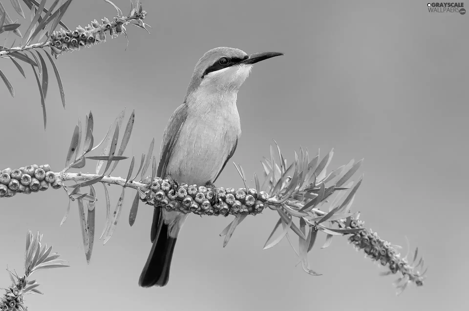 bee-eater, Twigs