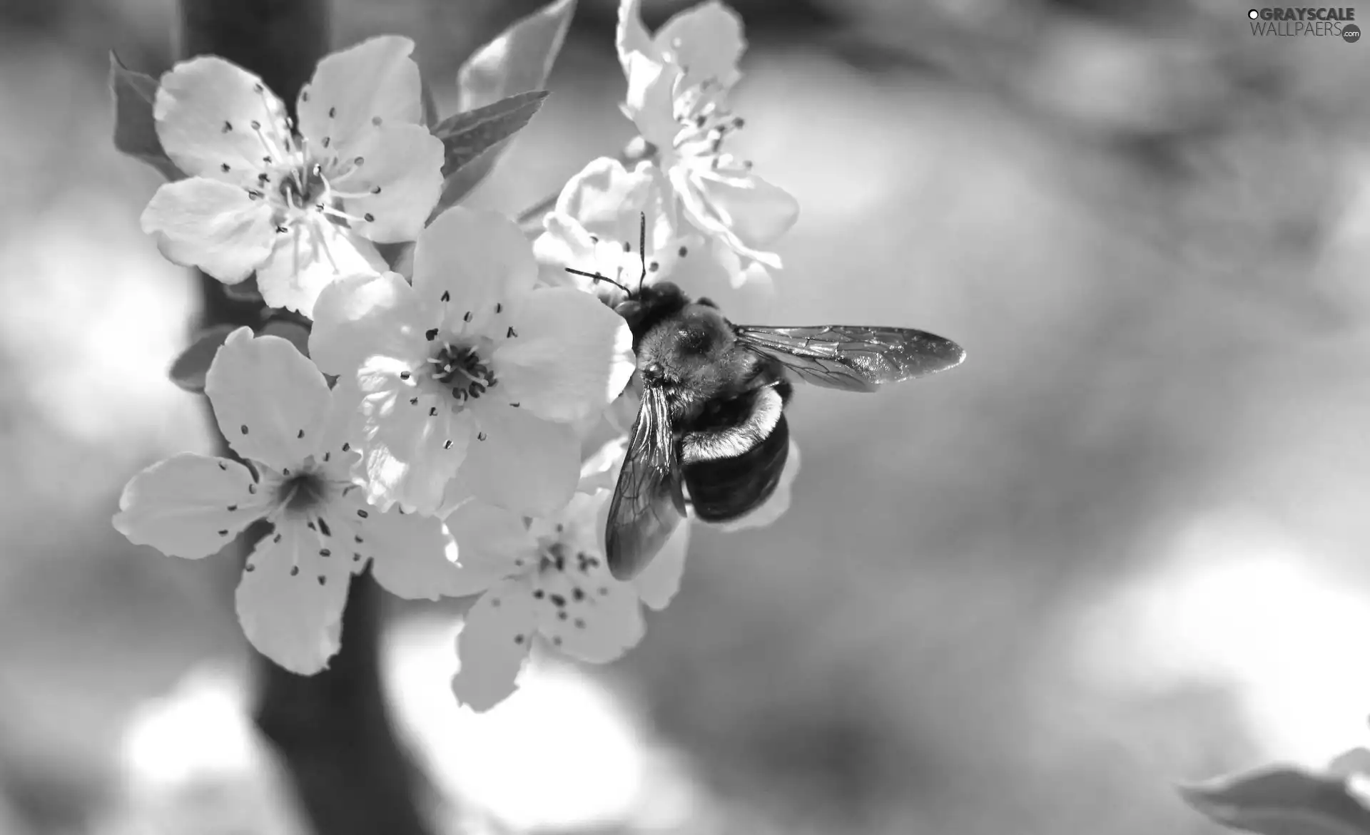 White, kirsch, bee, Flowers