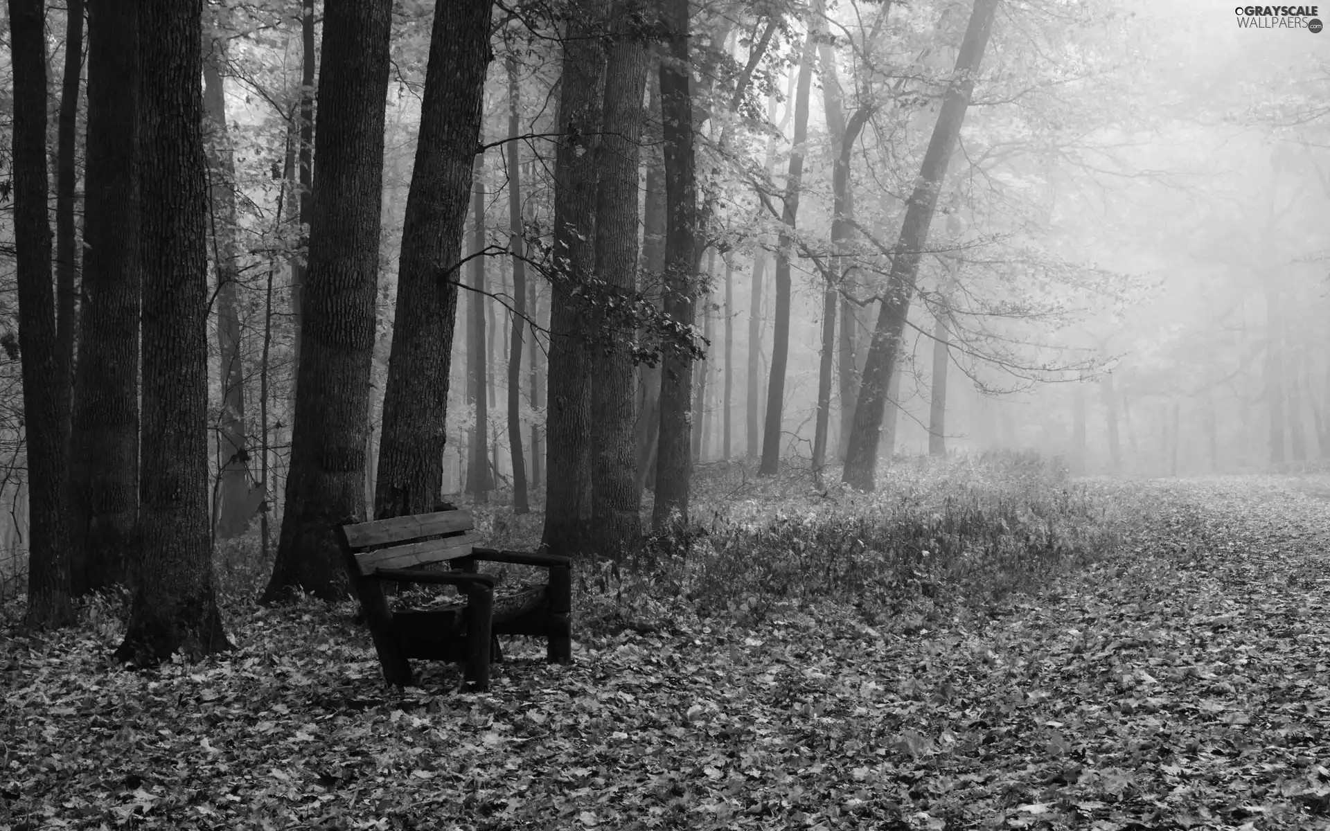 autumn, Fog, Bench, Park