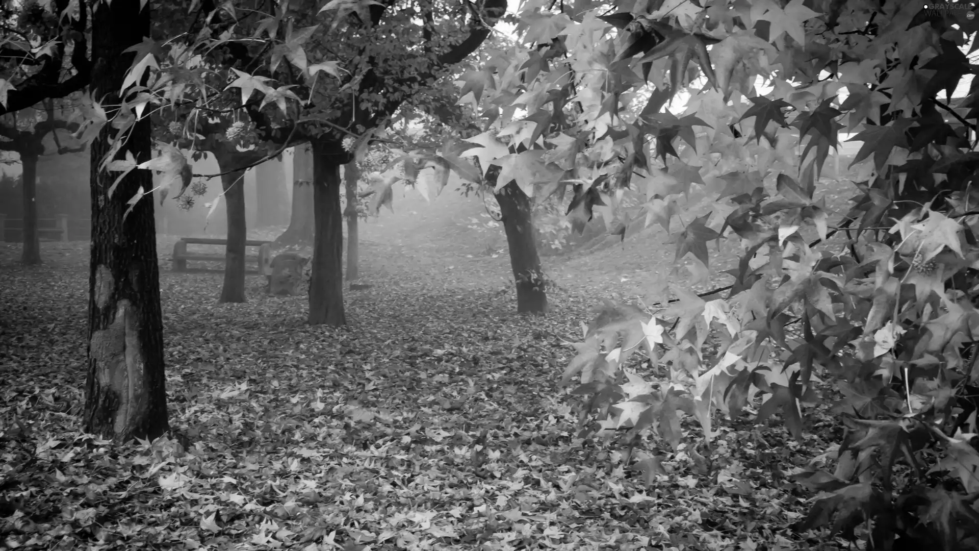 Leaf, trees, Fog, viewes, Park, Bench, autumn