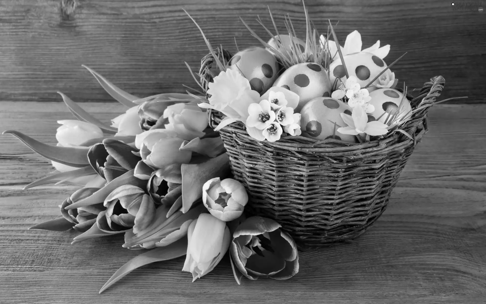 eggs, basket, Bench, Easter, Tulips, color