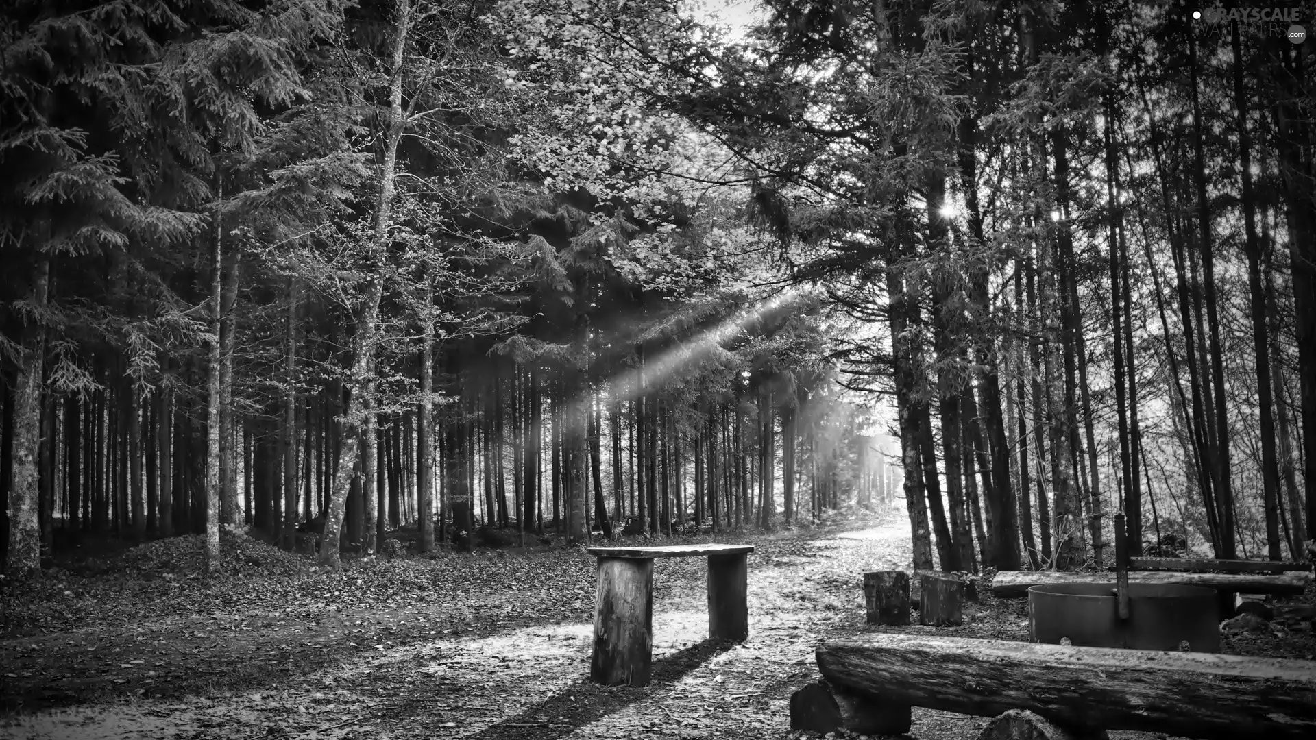 Bench, forest, rays