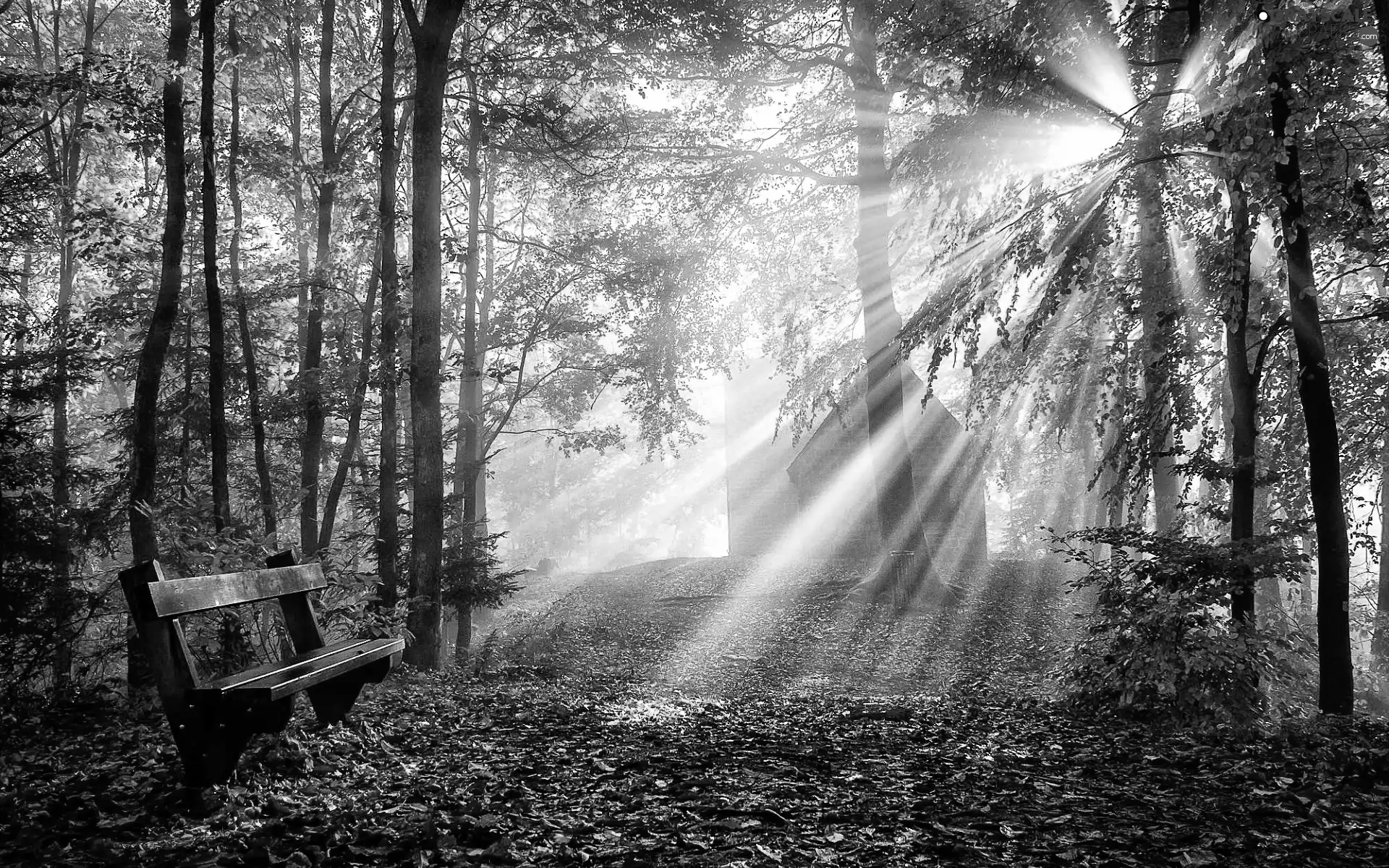 rays of the Sun, autumn, Bench