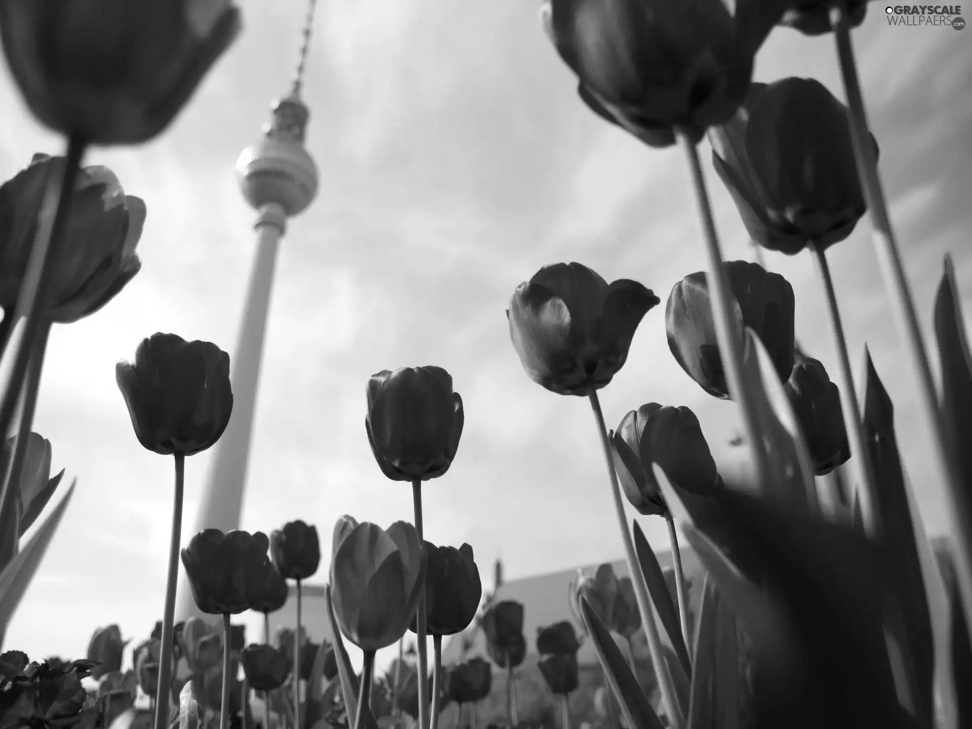 Tulips, Television, Berlin, tower