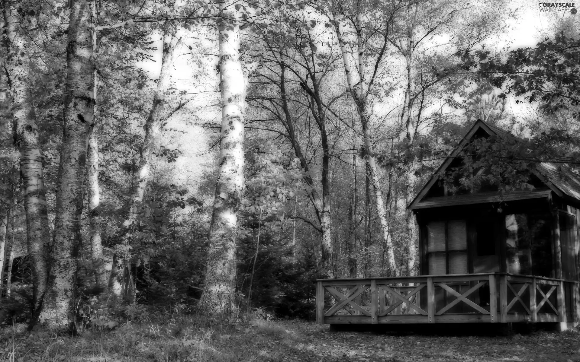birch, Home, forest