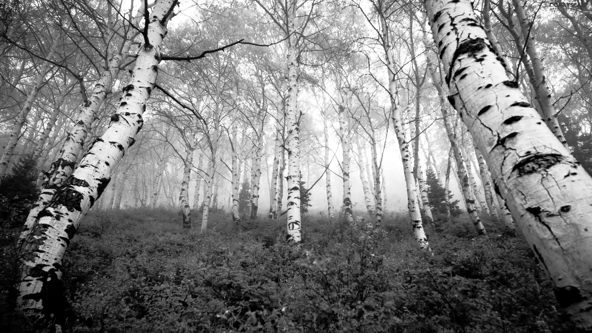 forest, viewes, birch, trees