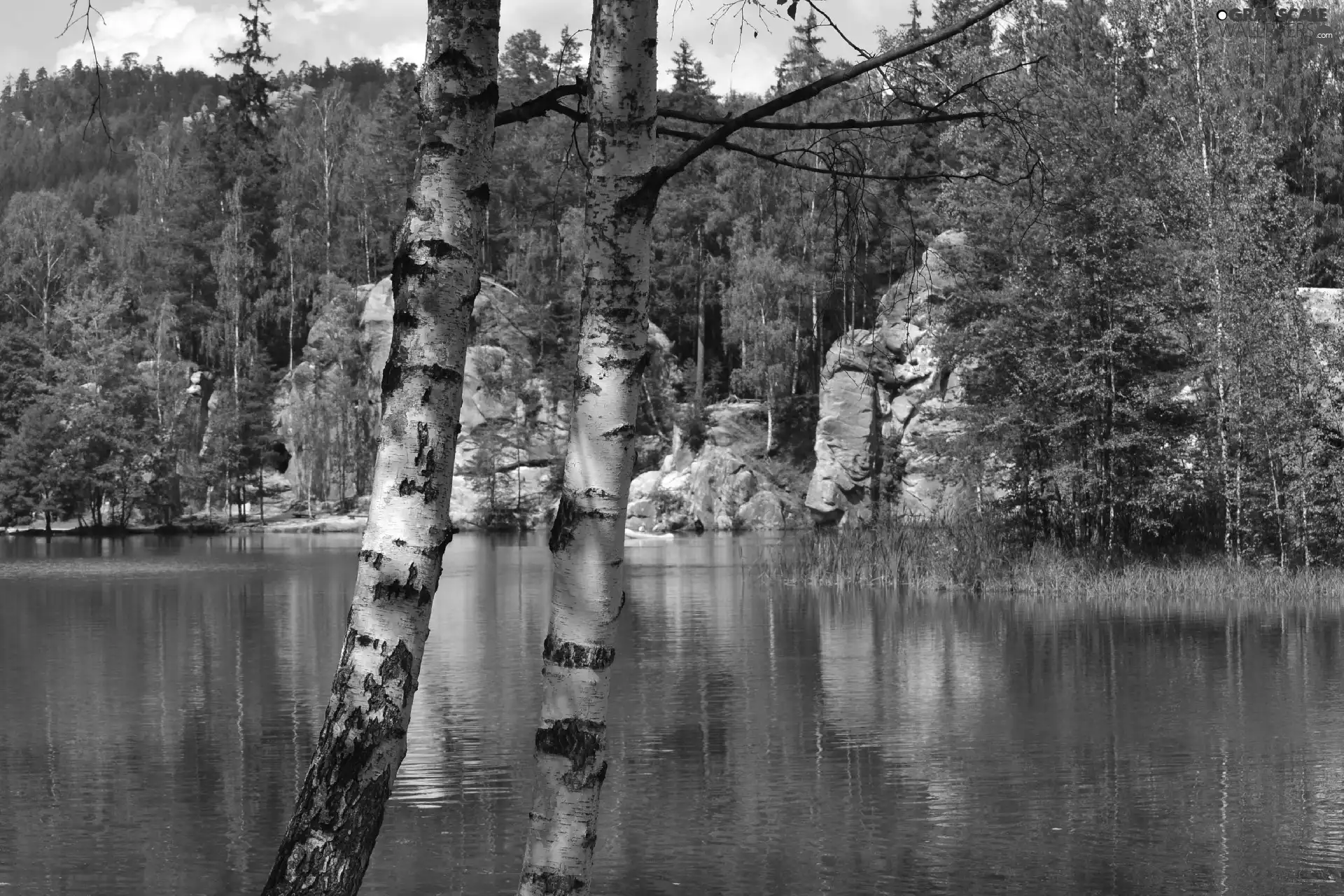 lake, Czech Republic, birch-tree, Ardspach