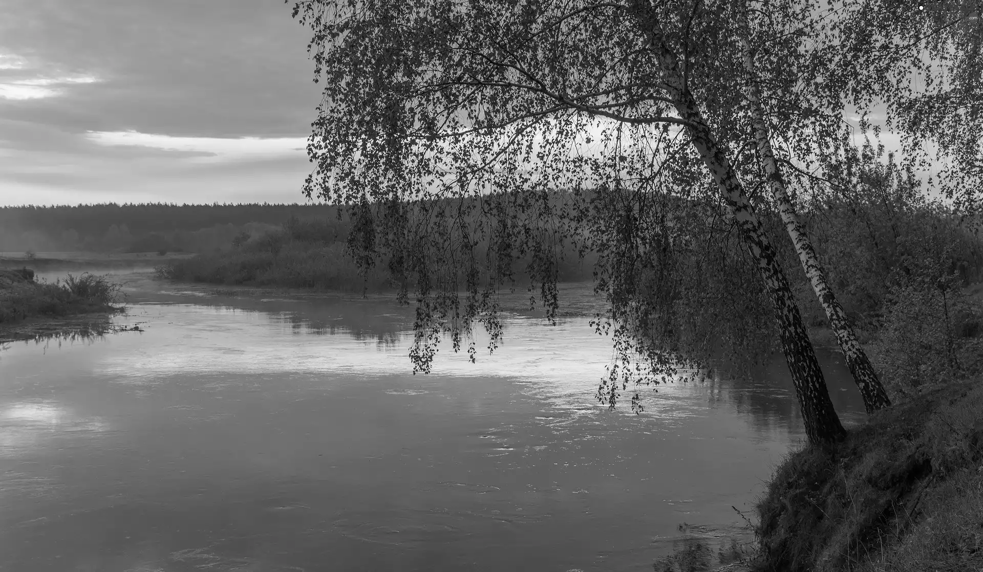 viewes, birch, River, trees, Spring