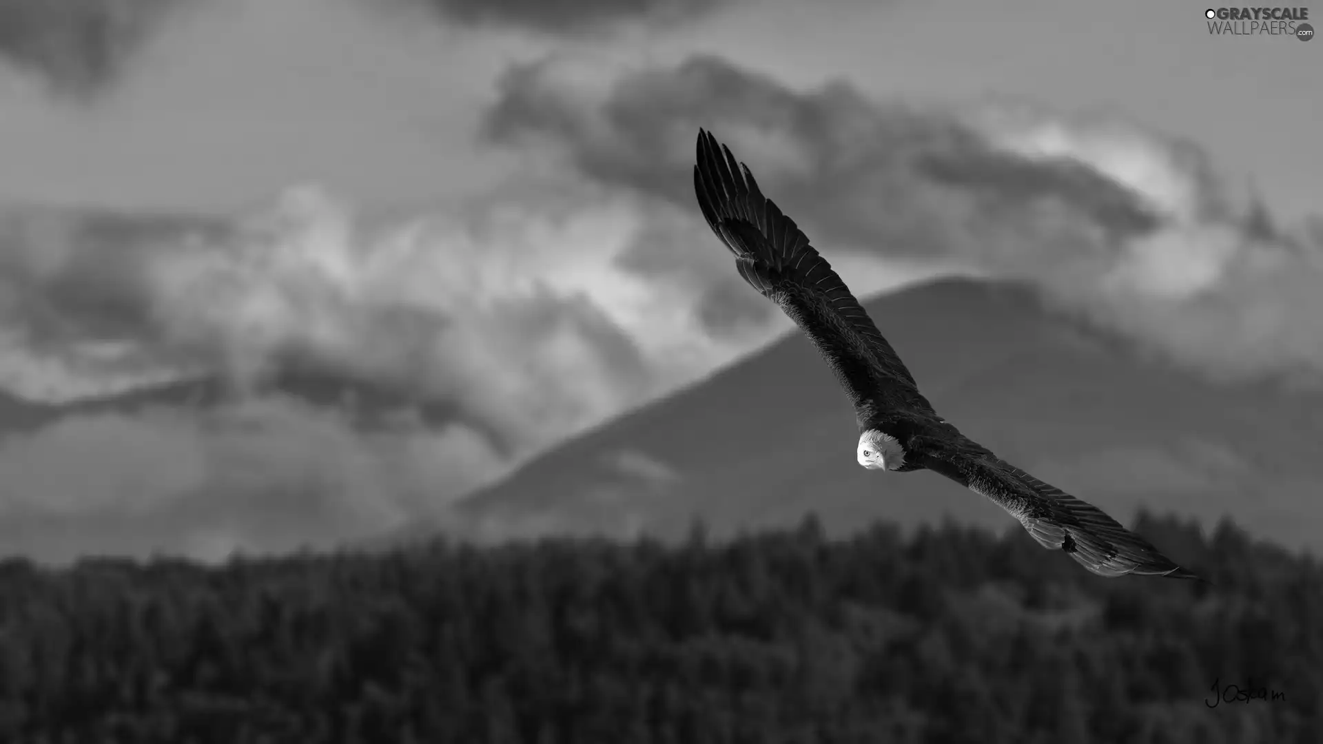 flight, Bird, American Bald Eagle