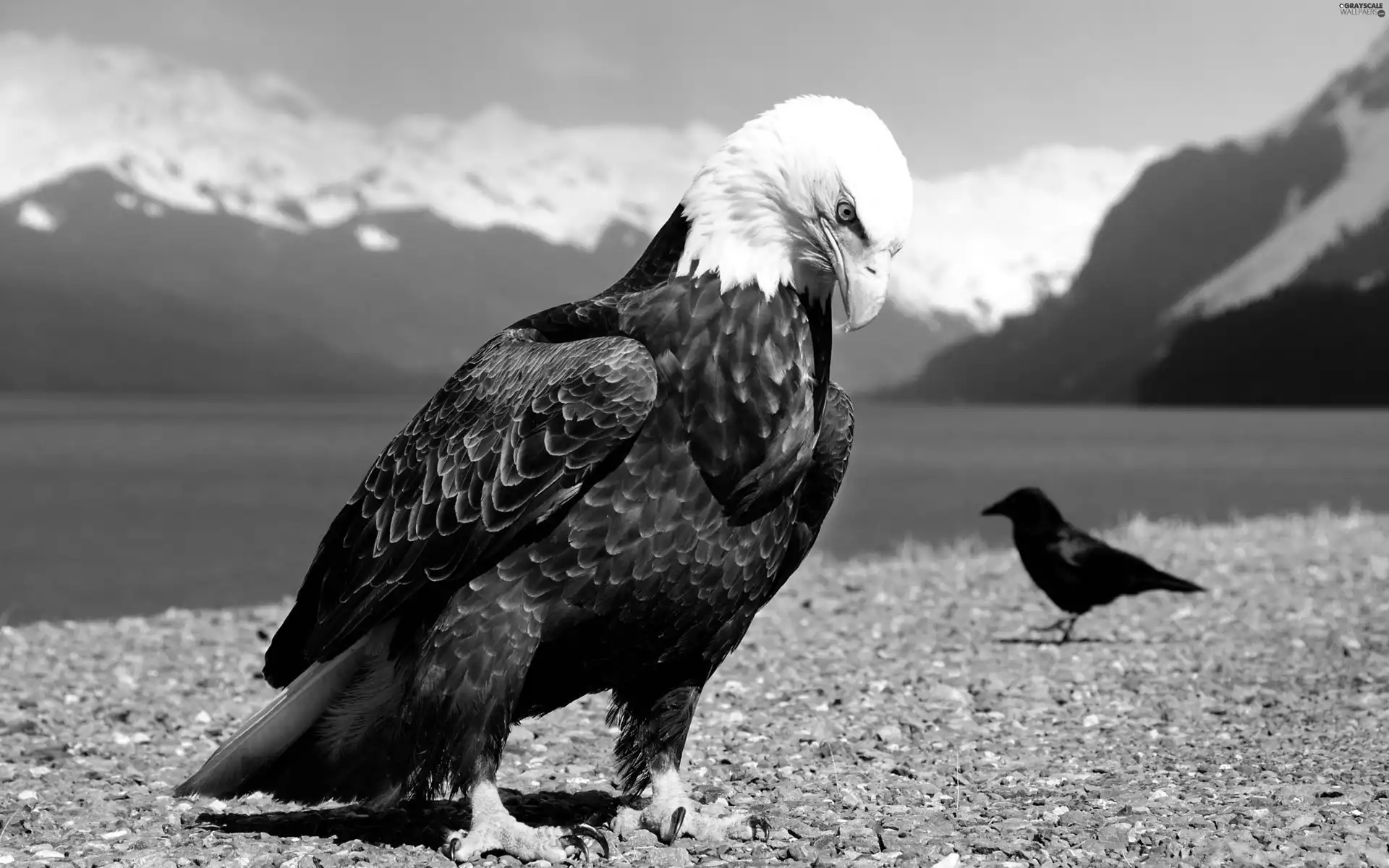 Bird, American Bald Eagle