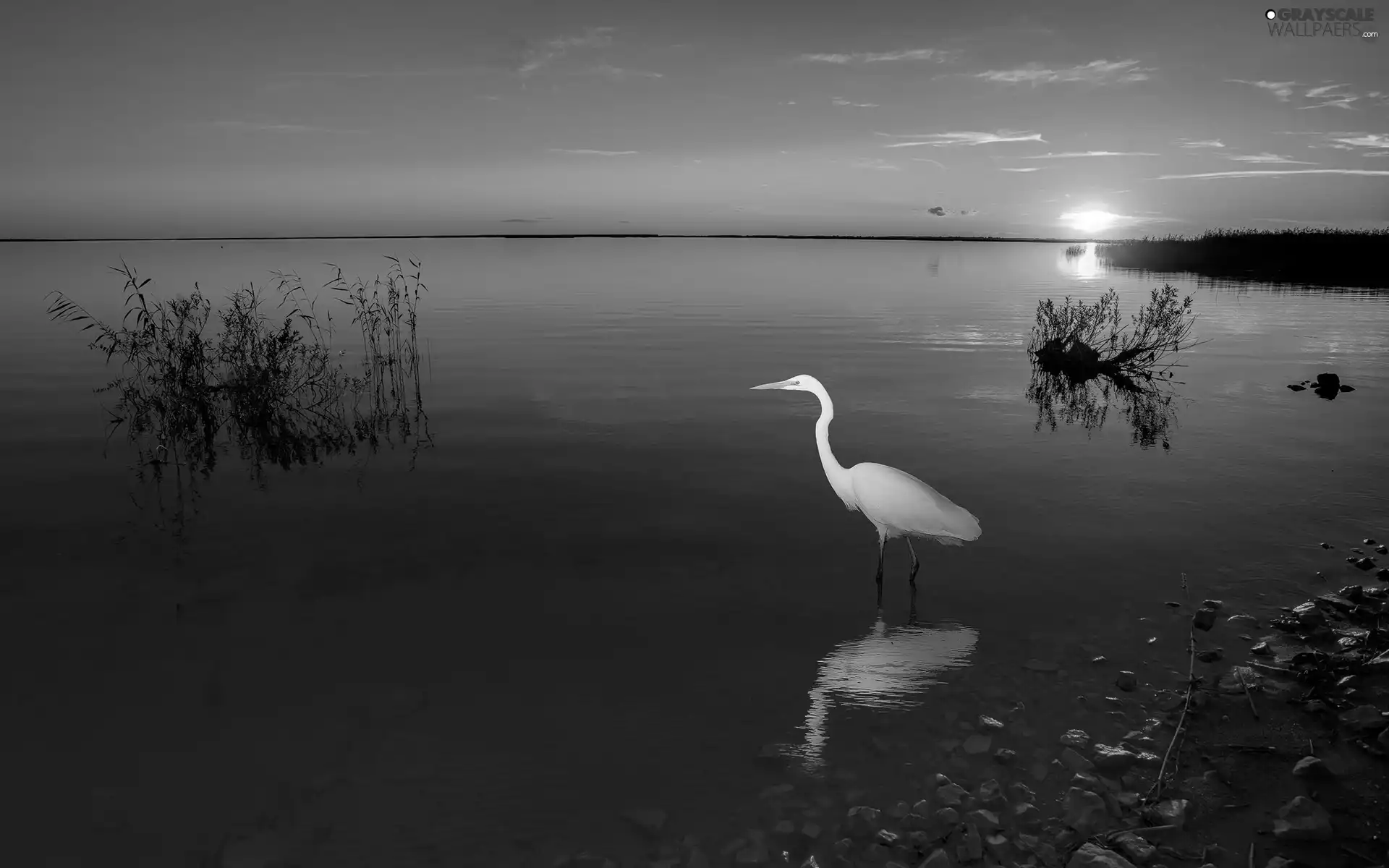 lake, Bird, heron, Great Sunsets