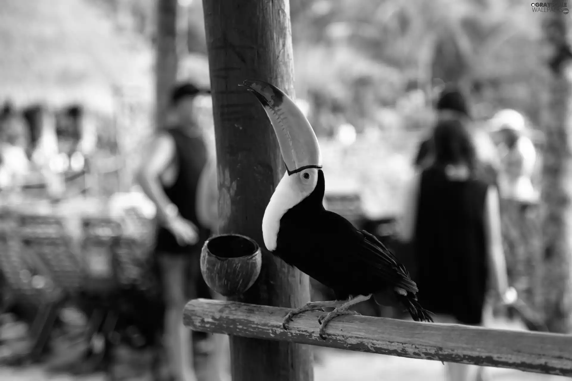 Toucan, Bird