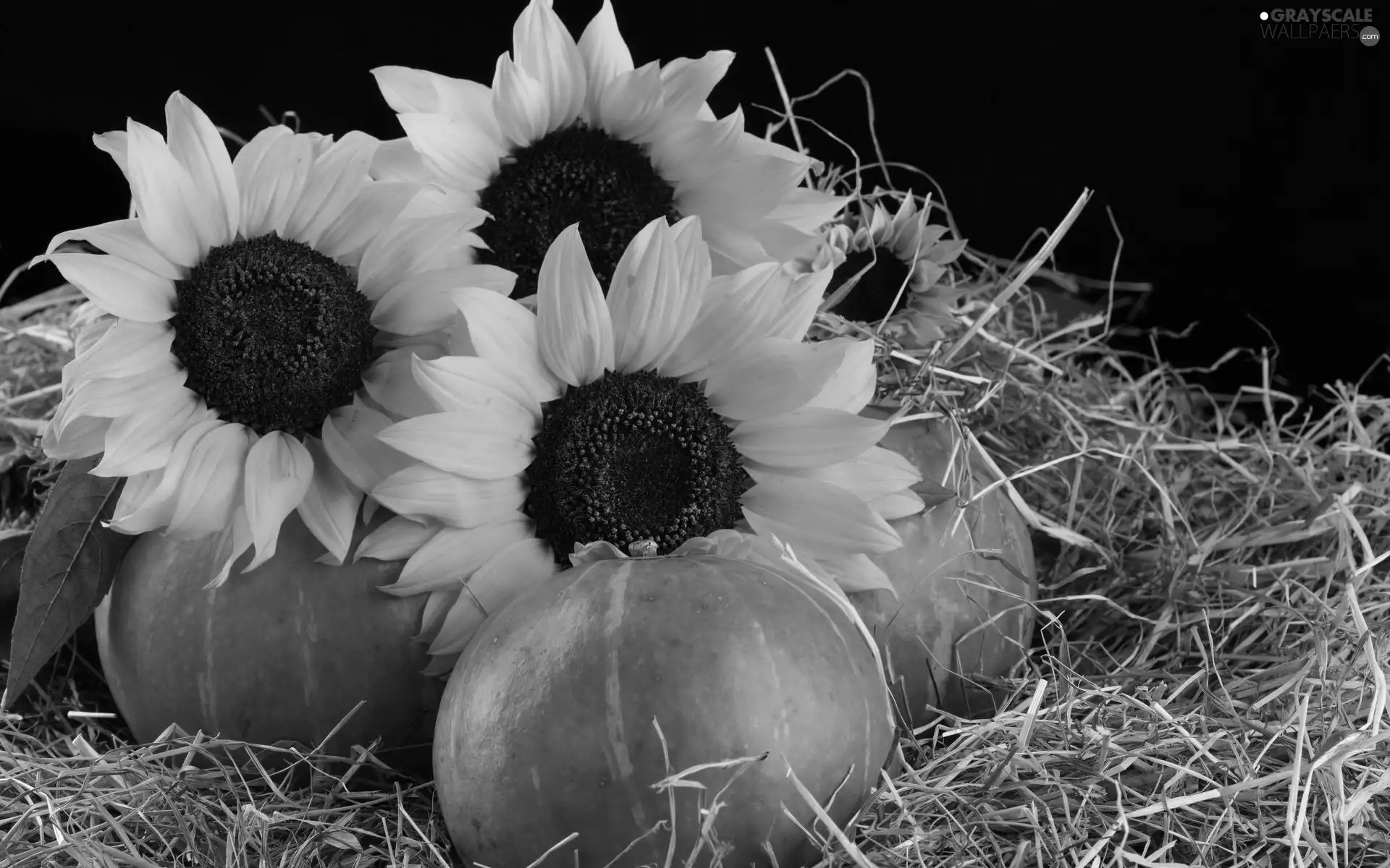 Nice sunflowers, pumpkin, Black, background, Hay, Flowers