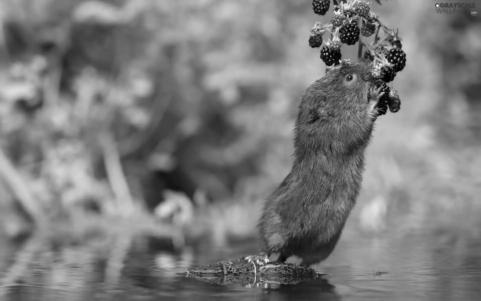 blackberries, rodent, water