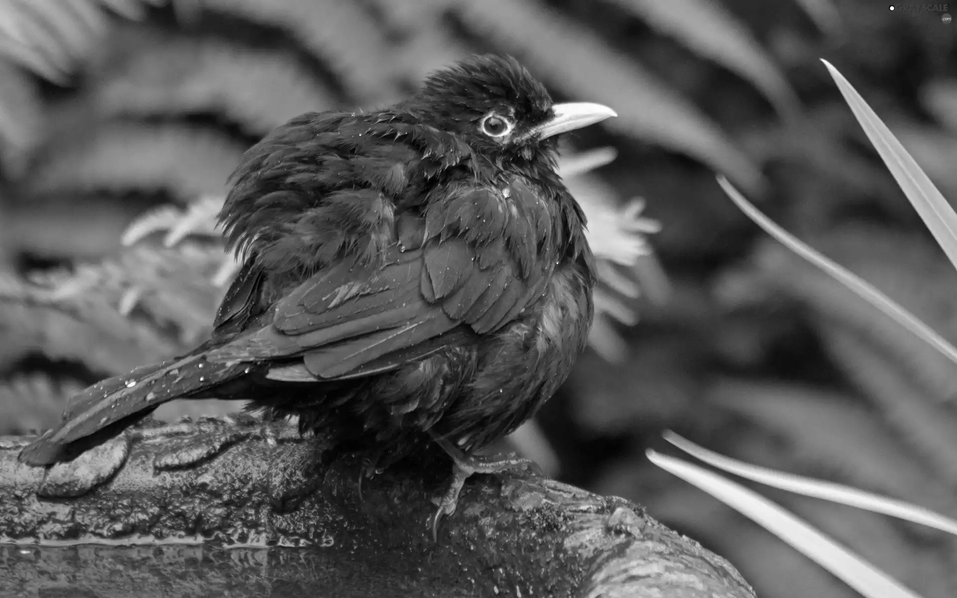 birdies, Blackbird