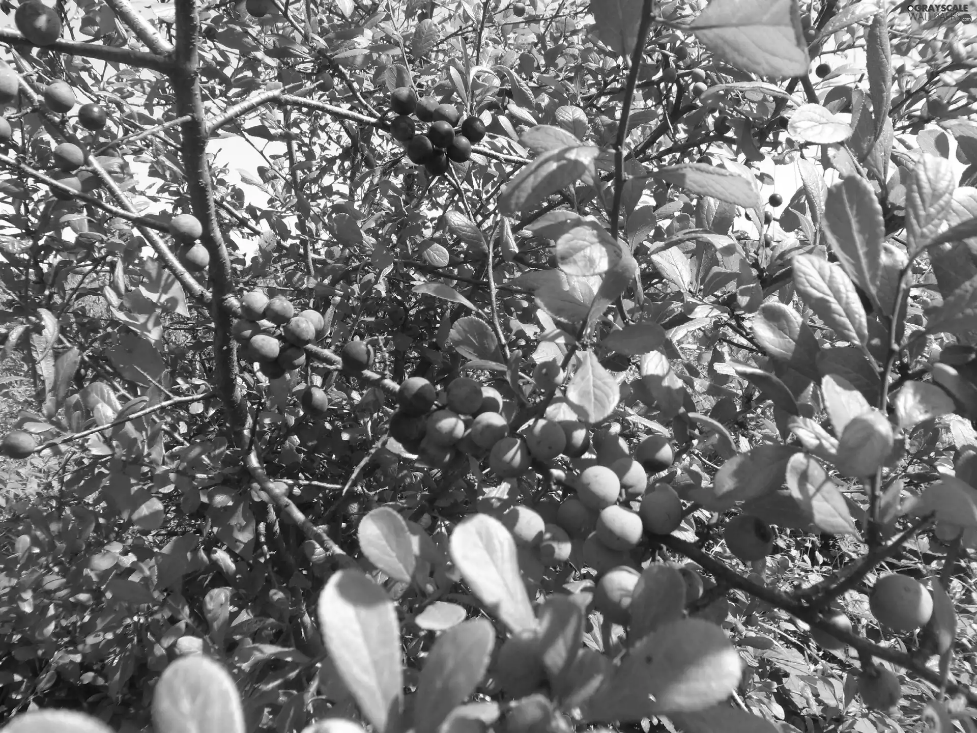 blackthorn, Mature, Fruits