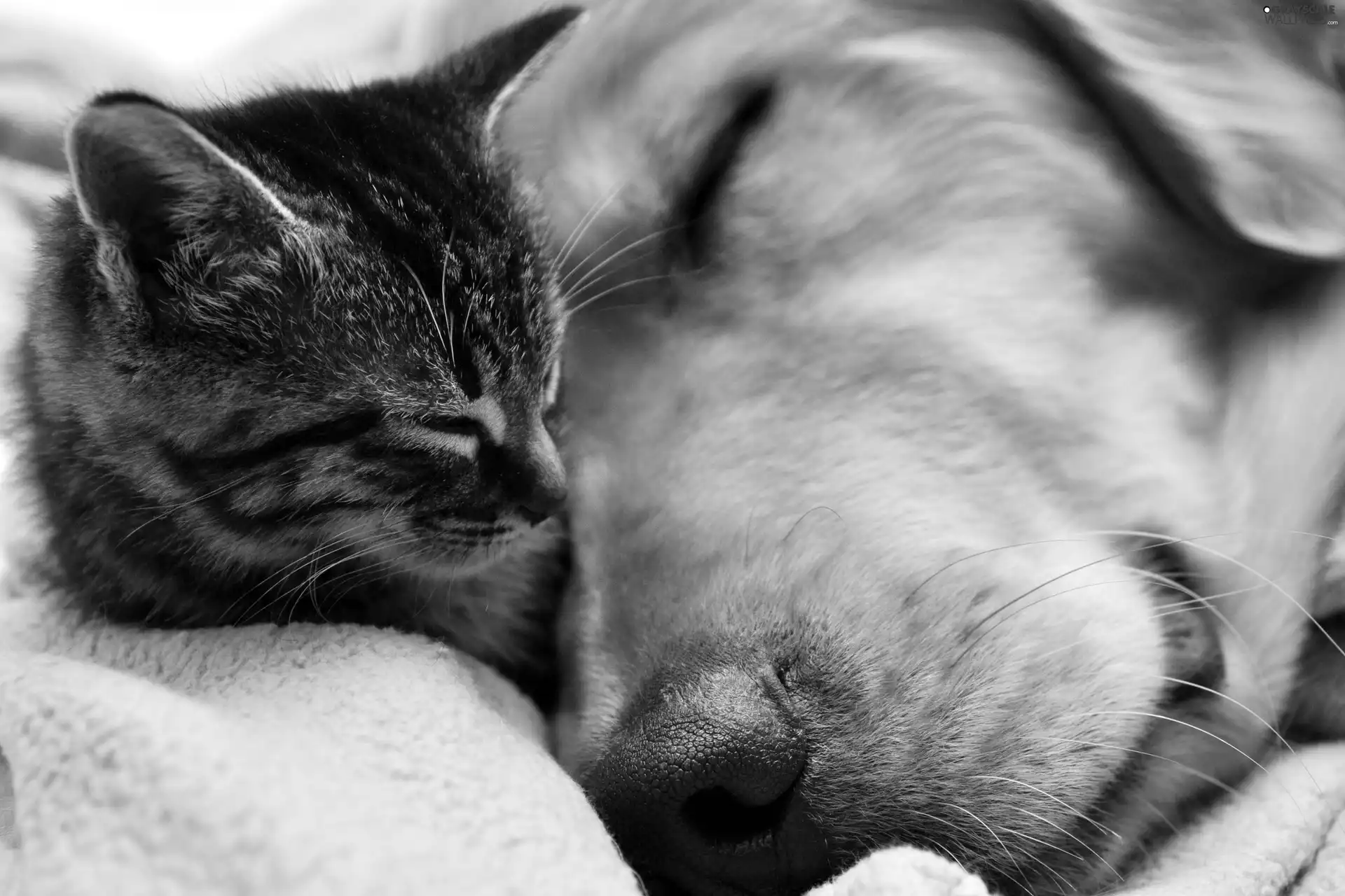 Blanket, cat, dog