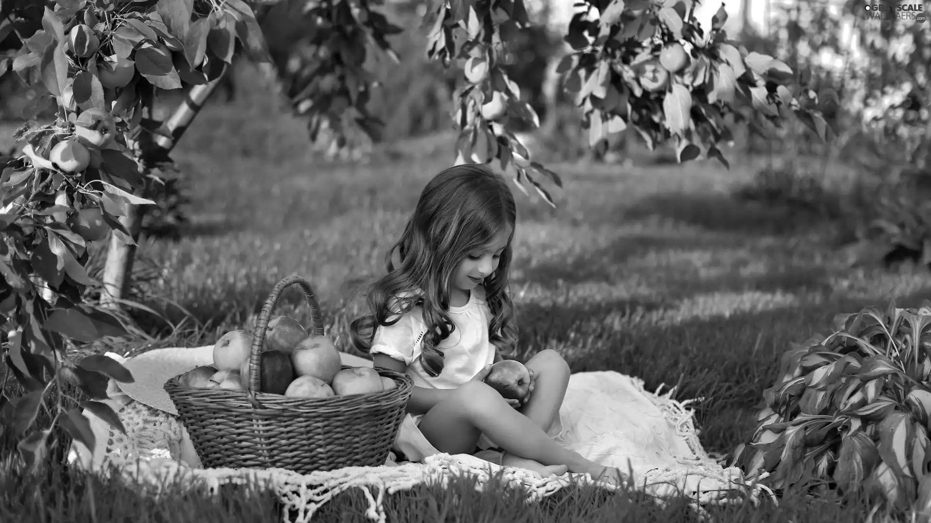girl, apples, basket, Blanket