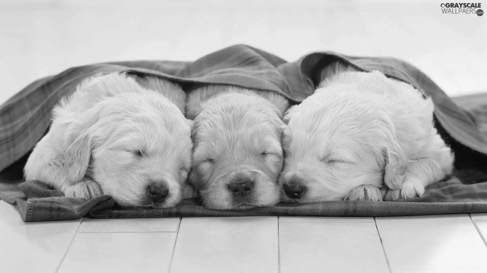 Blanket, Sleeping, puppies