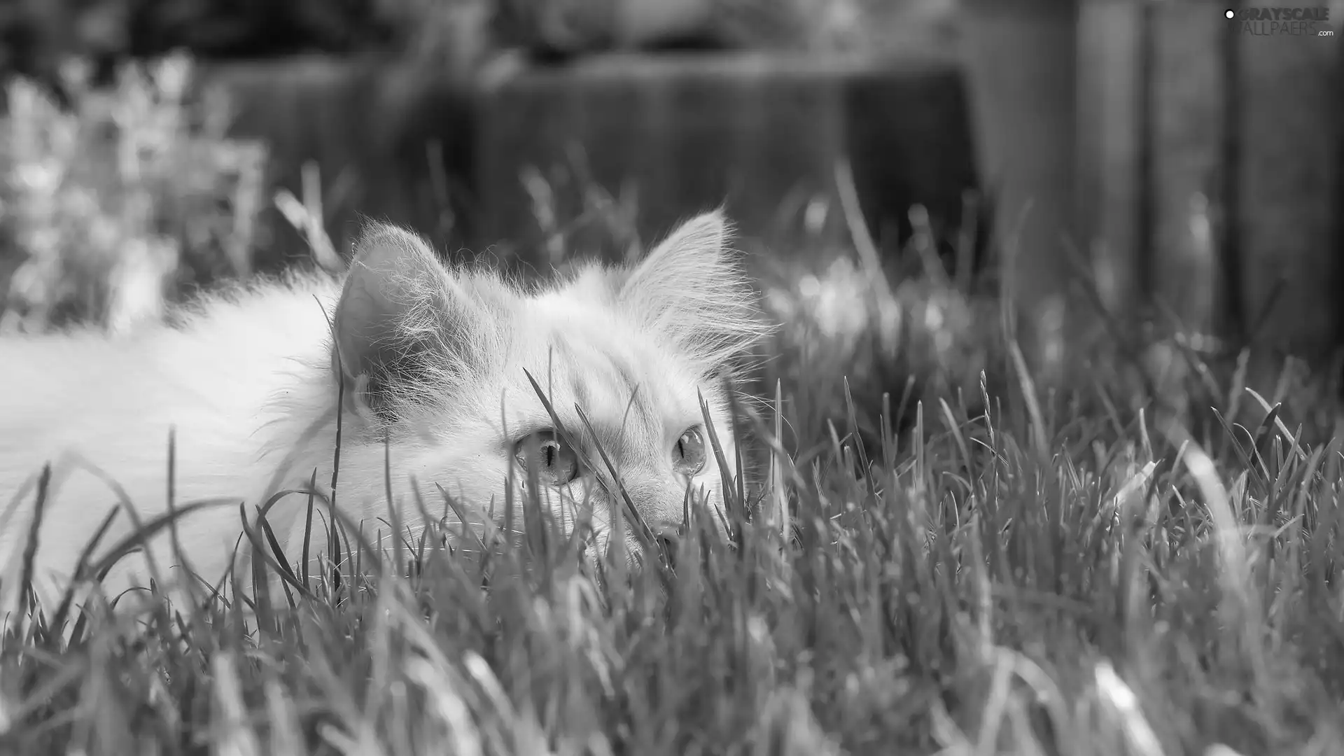 cat, grass, ginger, Blue Eyed, lurking