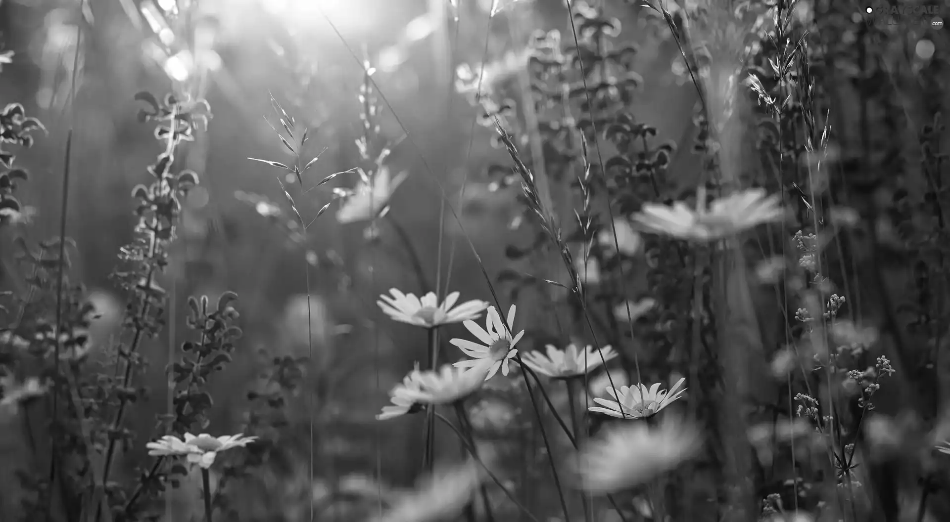 sun, blur, daisy, grass, Flowers