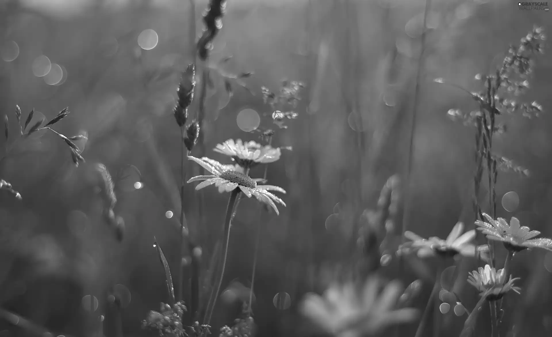 blur, daisy, grass