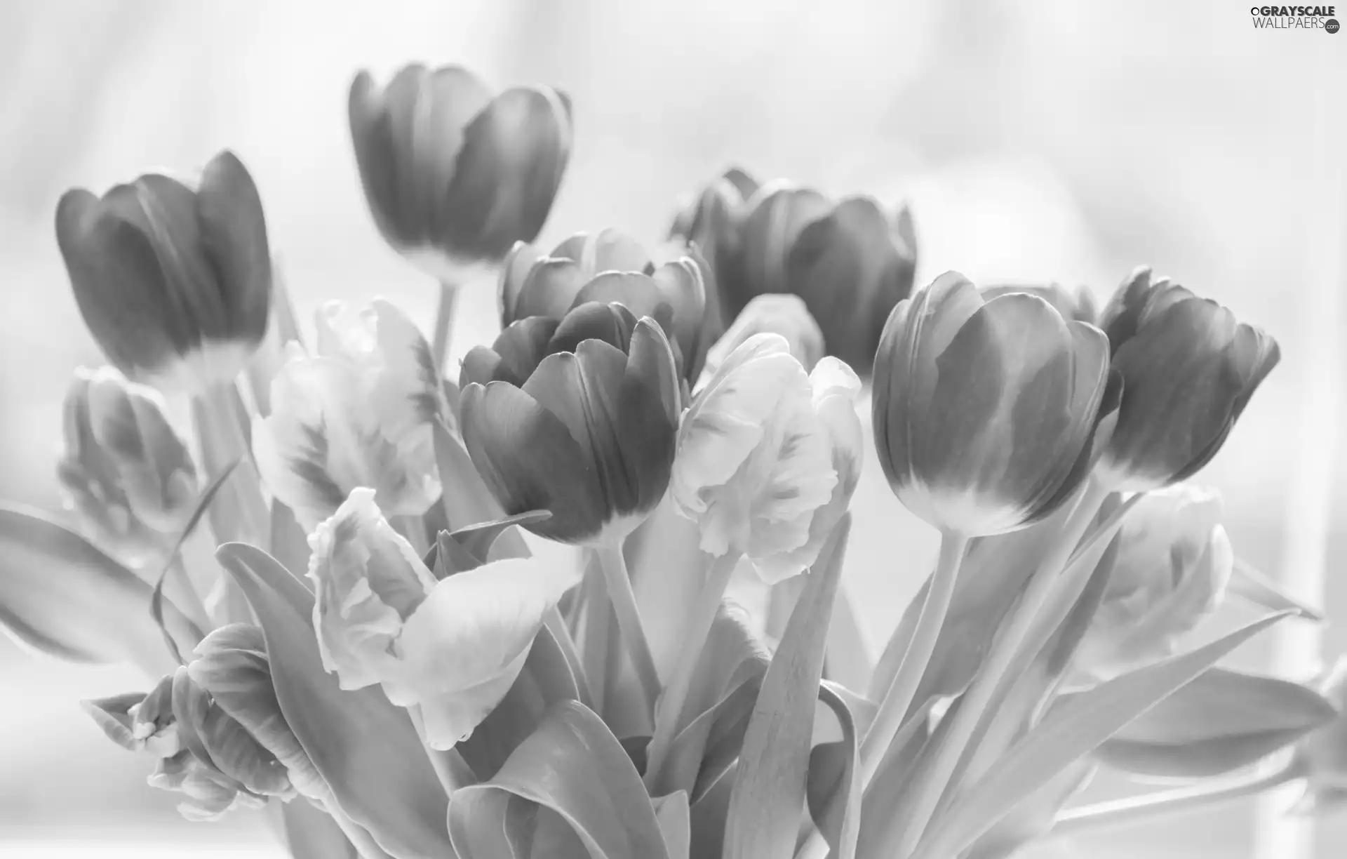 Tulips, blur, lilac, White, Flowers