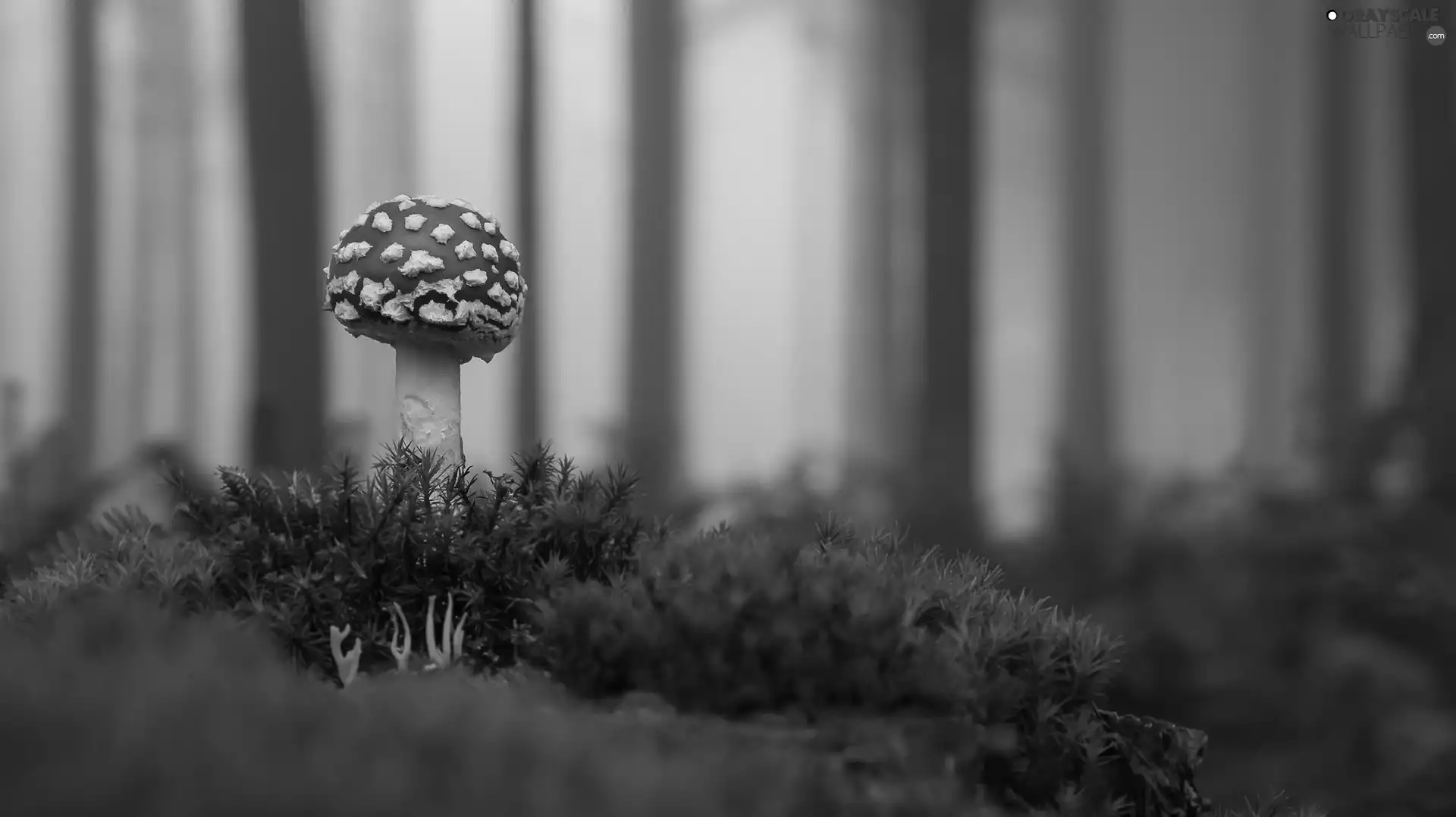 Moss, blur, toadstool, forest, Mushrooms