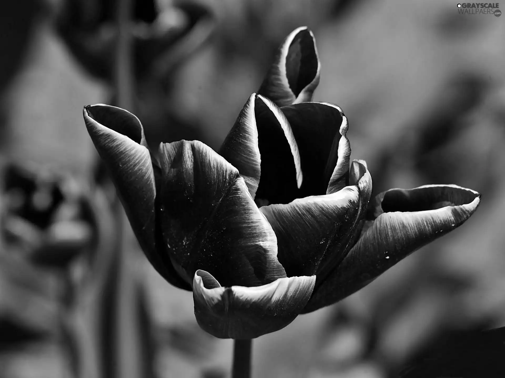 Tulips, blur