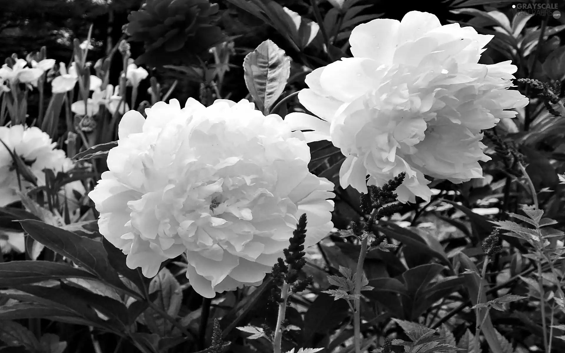 White, garden, blur, Peonies