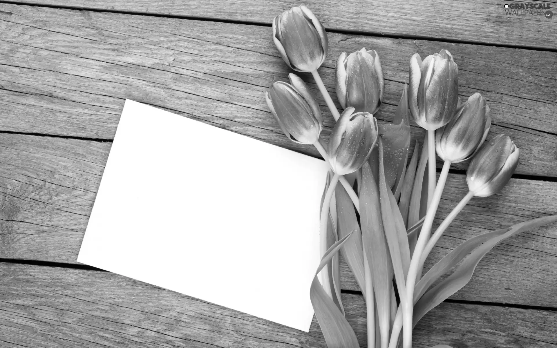 Tulips, bouquet, card, Red-White, Flowers, Leaf, boarding