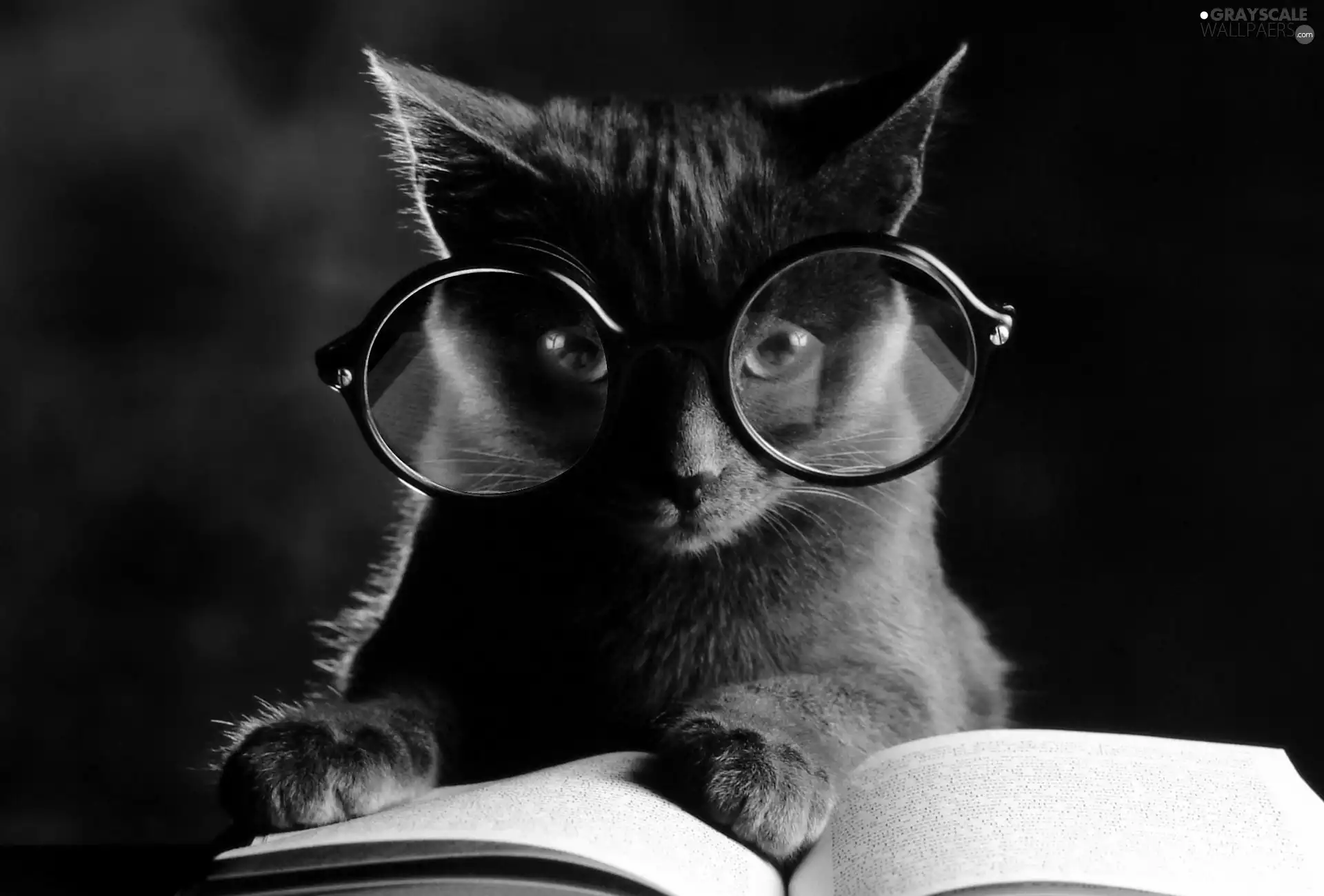 Book, kitten, Glasses
