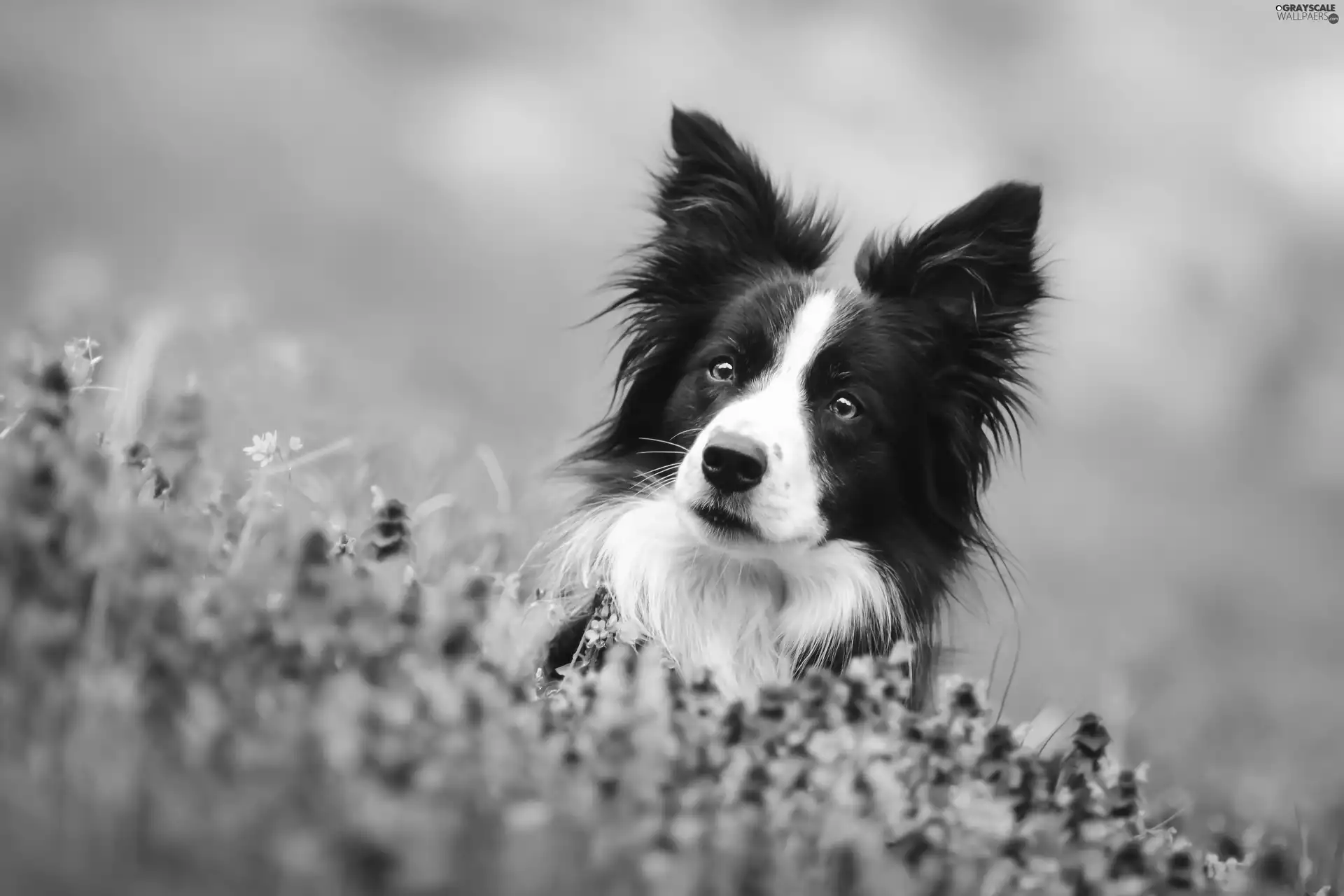 Meadow, dog, Border Collie