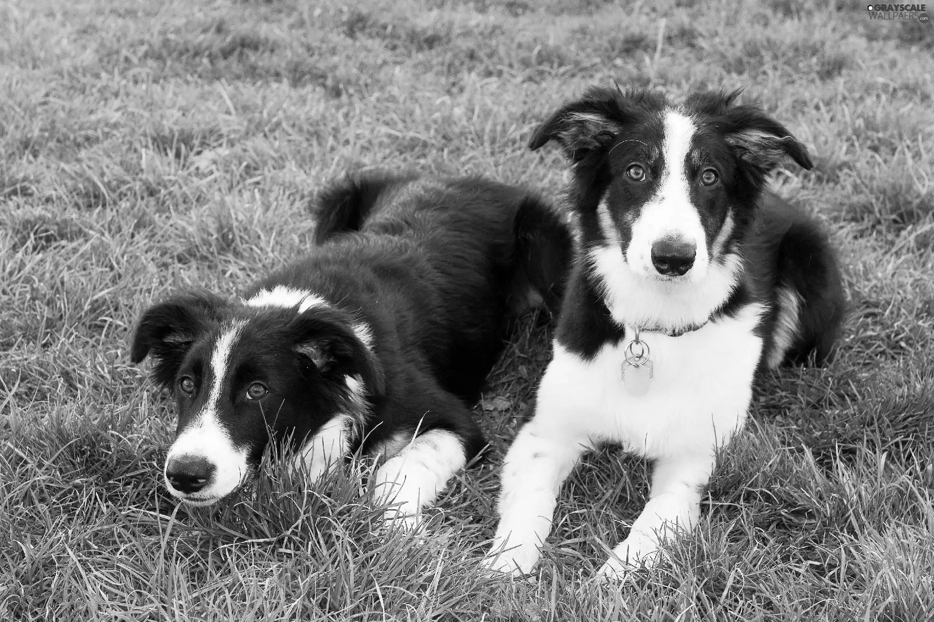 grass, Two cars, Border Collie